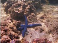 Starfish