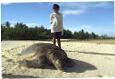 Palmerston turtle