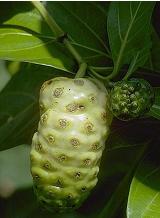 Noni fruit
