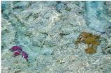 coral forming