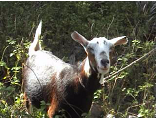 Inquisitive goat