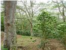 Atiu coffee plantation