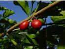 Coffee beans ripening