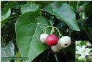 Puka tree