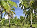 Aitutaki landscape
