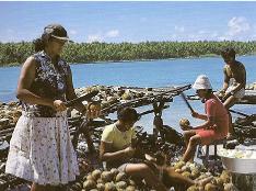 Preparing copra
