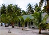 Buildings among palms