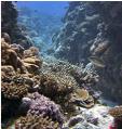 Pristine Takutea reef