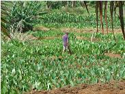 Taro plantation