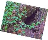 Mangaia cave entrance