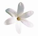 Tiare flower
