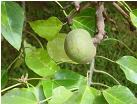 Candlenut Tree