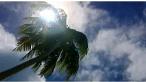 palm tree