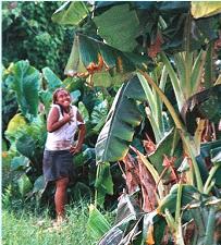 Young islander
