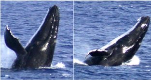 Humpback whales off Mauke