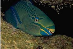 Parrot fish