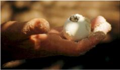 Green turtle hatching