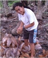 Coconut husking