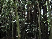 Banyan tree