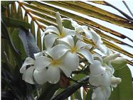 Tiare or Cook Islands orchid