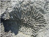 Fossil