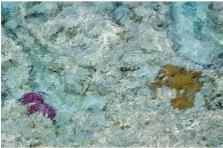 coral forming