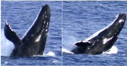 humpback whales off Mauke