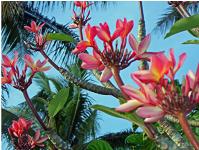 Blooming beautiful