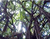 Mauke banyan 1
