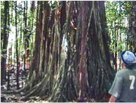 Mauke banyan 2