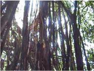 Mauke banyan 3