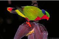 Rimatara Lorikeet
