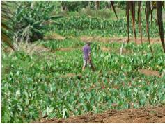Taro plantation