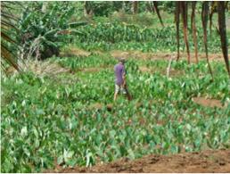 Taro plantation