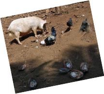 Pigs and chickens 