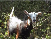 Inquisitive goat