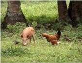 Very free range