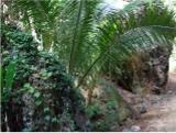 An oasis of greenery