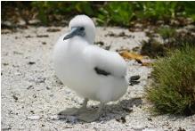 Booby chick