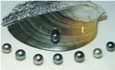 Pearls and black lipped pearl shell