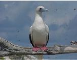 Red footed boobie bird