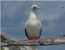 Red footed boobie bird