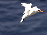 Red tailed tropicbird