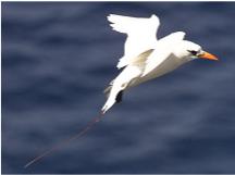 Red tailed tropicbird