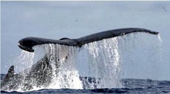 HUmpback breaching off Rarotonga
