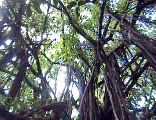 World&apos;s largest banyan tree on Mauke
