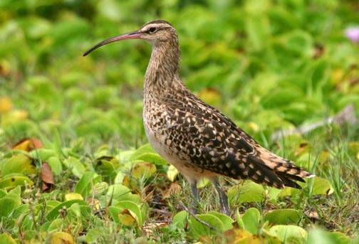 Bristle Thighed Curlew