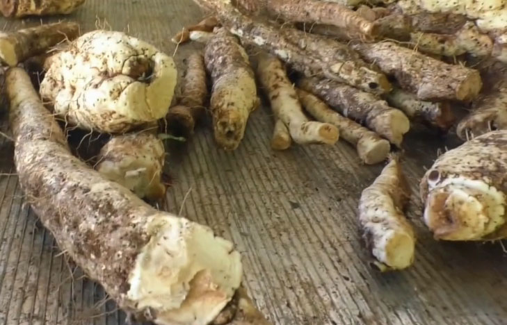 Mangaian ti roots