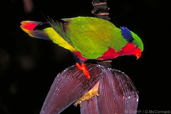 Rimatar lorikeet
