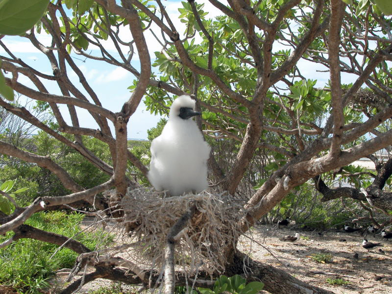 Booby chick on nest